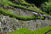 Load image into Gallery viewer, ZENJIRO Matcha Mino Shirakawa 50g