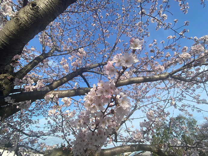 The cherry blossom season in 2022